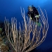 rod_sea_porous_sh_jar_v_0090_cub4477.jpg